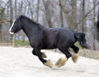 black-horse-running